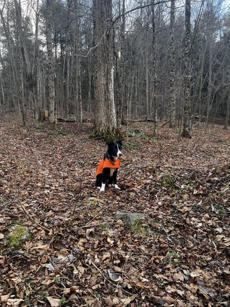 DDF Arlo, a Border Collie tested with EmbarkVet.com