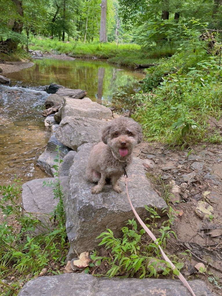 Luna, a Poodle (Small) tested with EmbarkVet.com