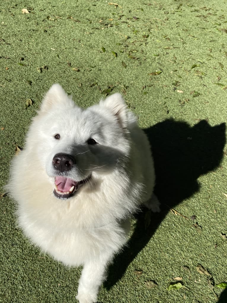 Kuma, a Samoyed tested with EmbarkVet.com