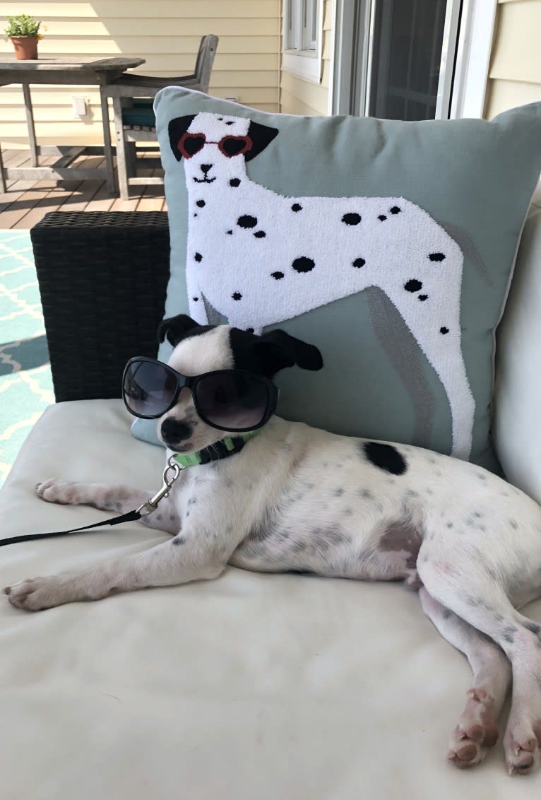 Nemo, a Mountain Cur and Chihuahua mix tested with EmbarkVet.com