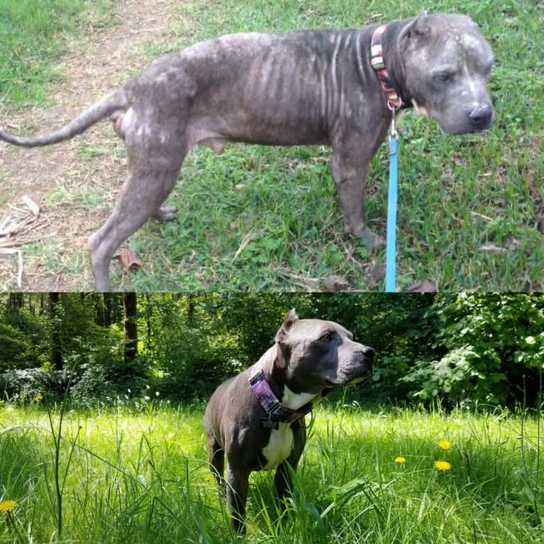 Burt Tyrannosaurus Macklin (Mac), an American Pit Bull Terrier and American Staffordshire Terrier mix tested with EmbarkVet.com