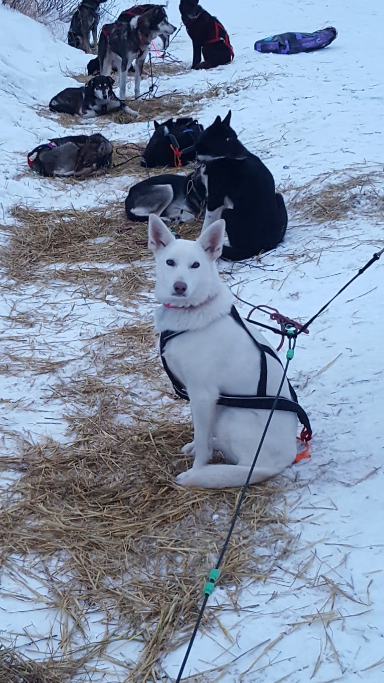 Bibby, an Alaskan-type Husky tested with EmbarkVet.com