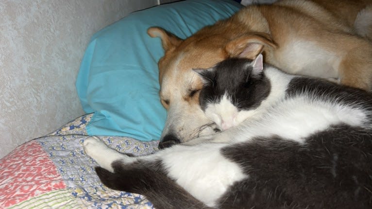 Frank, an Australian Cattle Dog and German Shepherd Dog mix tested with EmbarkVet.com