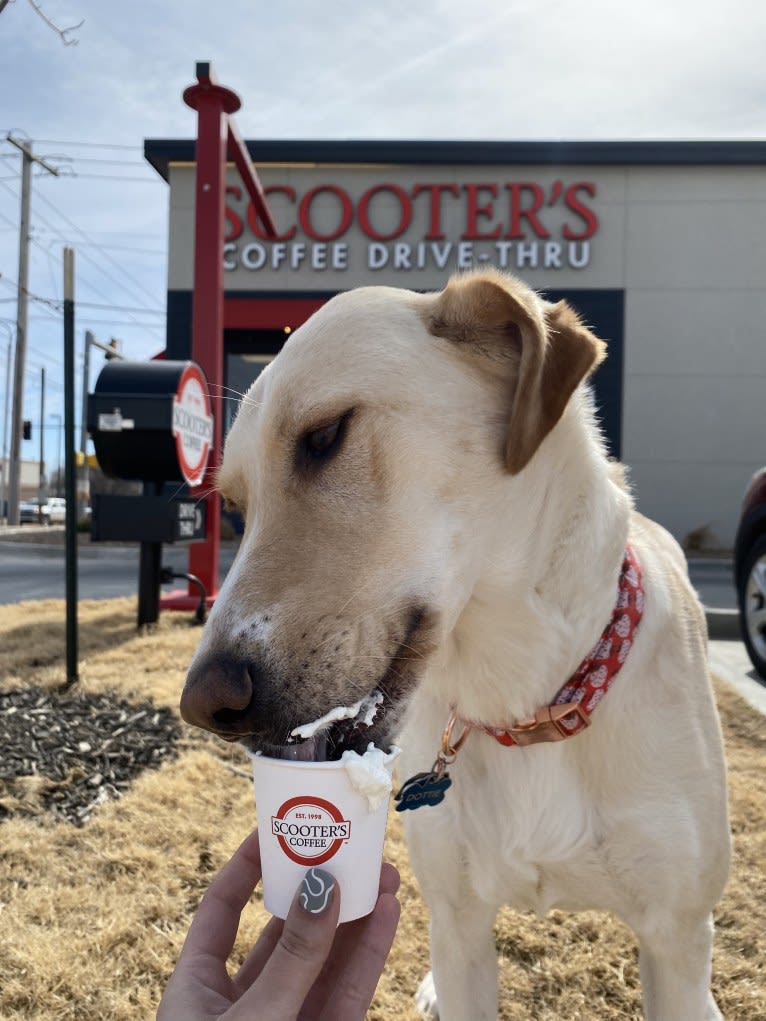 Dottie, a Labrador Retriever and Great Pyrenees mix tested with EmbarkVet.com