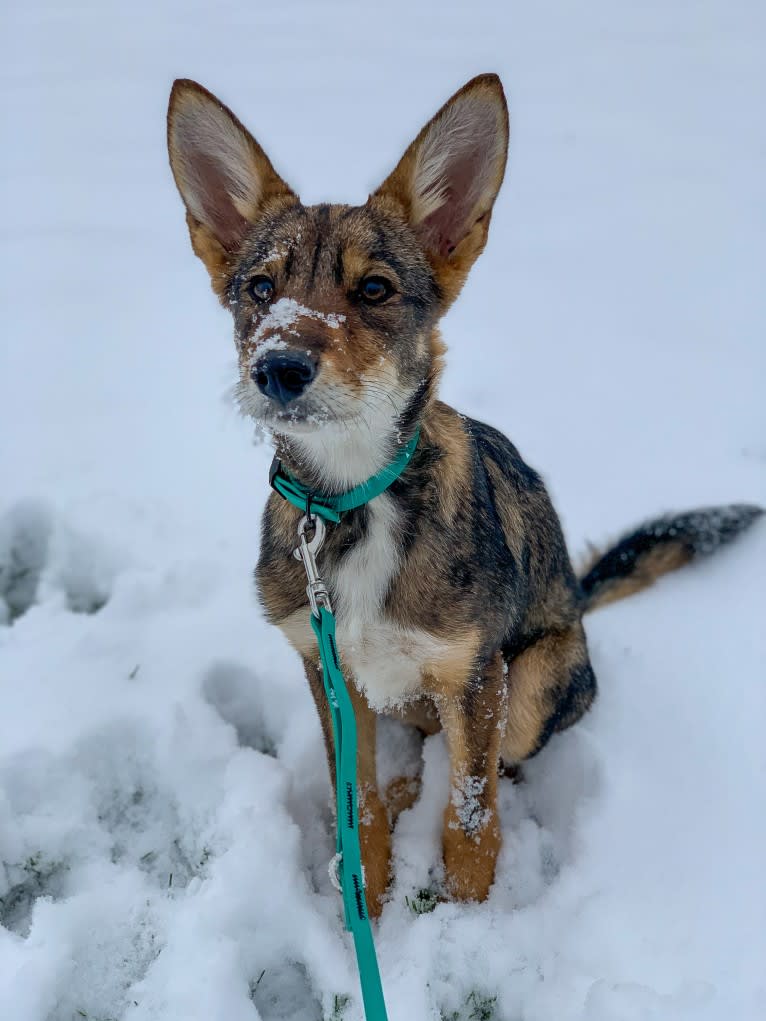 Cilantro, a Border Collie and Coyote mix tested with EmbarkVet.com