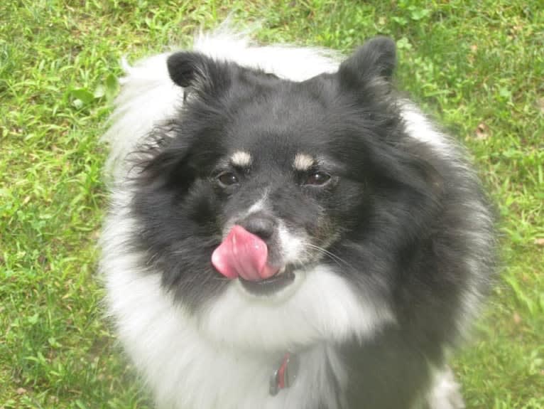 Piper, an American Eskimo Dog and Pomeranian mix tested with EmbarkVet.com