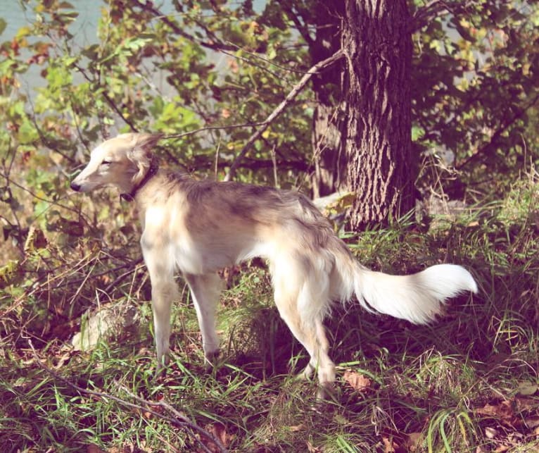 Lindy, a Silken Windhound tested with EmbarkVet.com