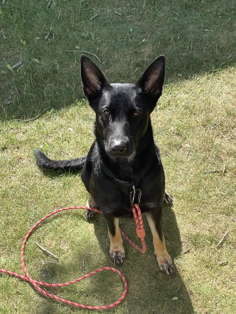 Charlee, a German Shepherd Dog and Belgian Malinois mix tested with EmbarkVet.com