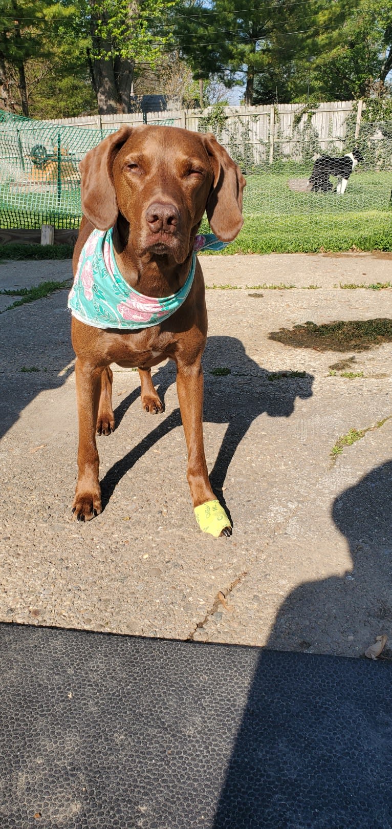 Dakota, a Chesapeake Bay Retriever and German Shorthaired Pointer mix tested with EmbarkVet.com