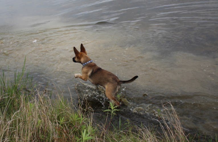 Moses, a German Shepherd Dog and Labrador Retriever mix tested with EmbarkVet.com