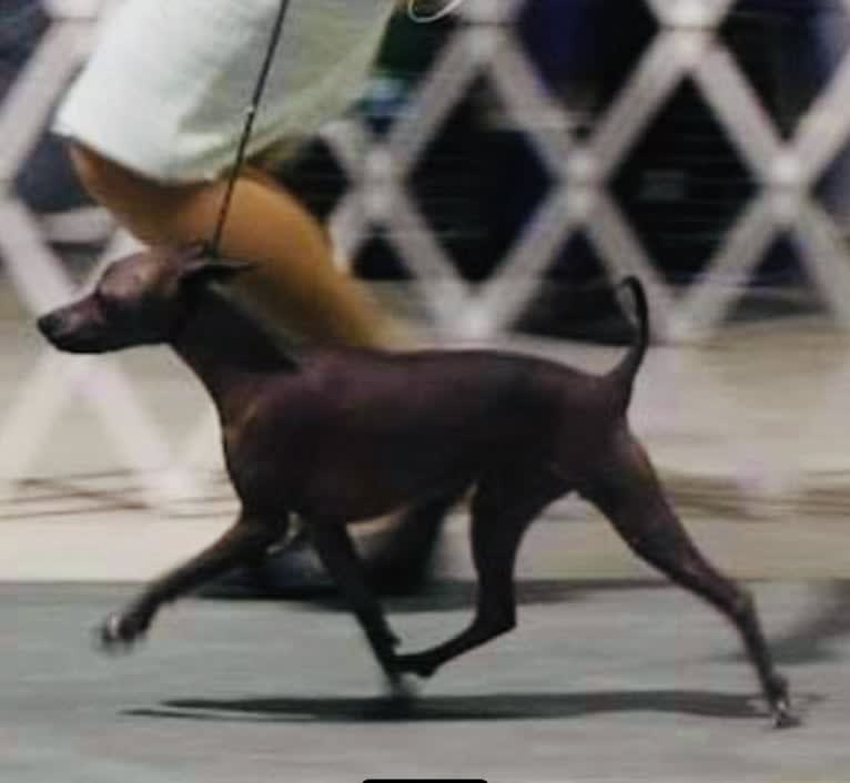 Silverio, a Xoloitzcuintli tested with EmbarkVet.com