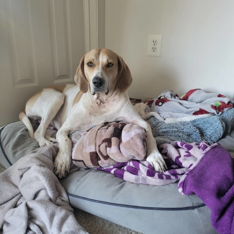 Copper, an American English Coonhound tested with EmbarkVet.com