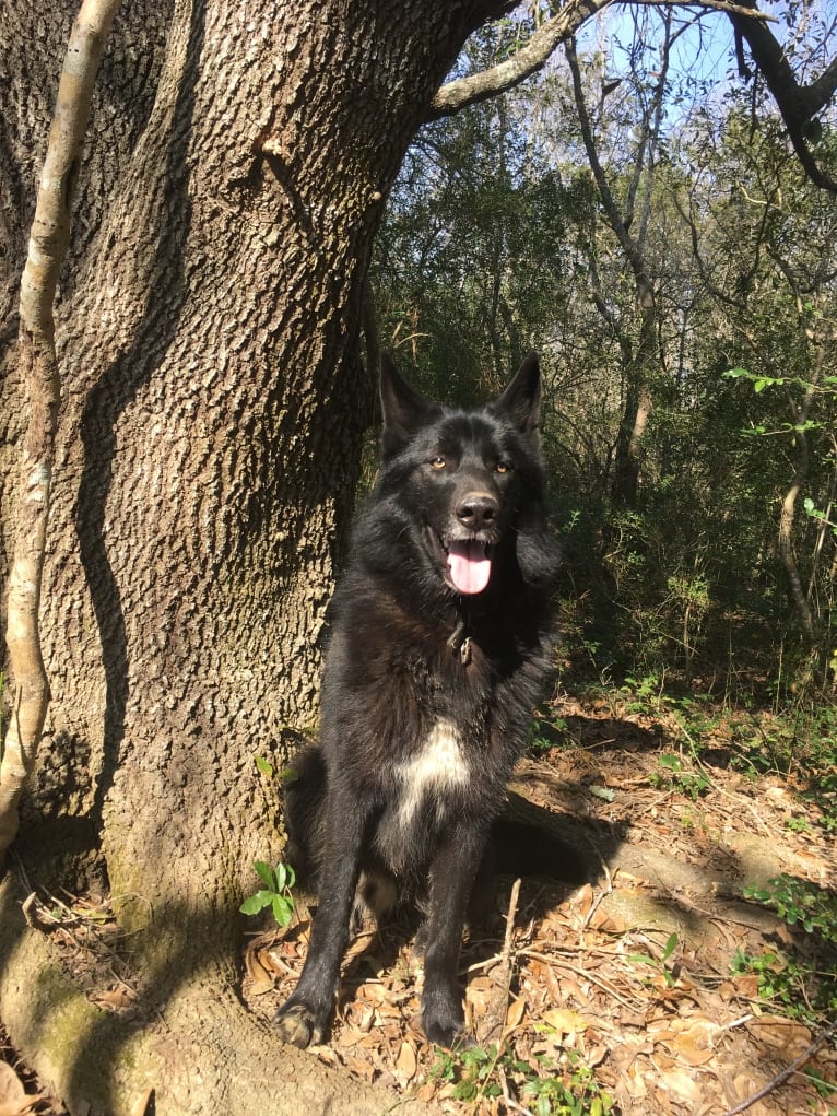 Xenan Stark Barbossa Mars a dog tested with EmbarkVet.com