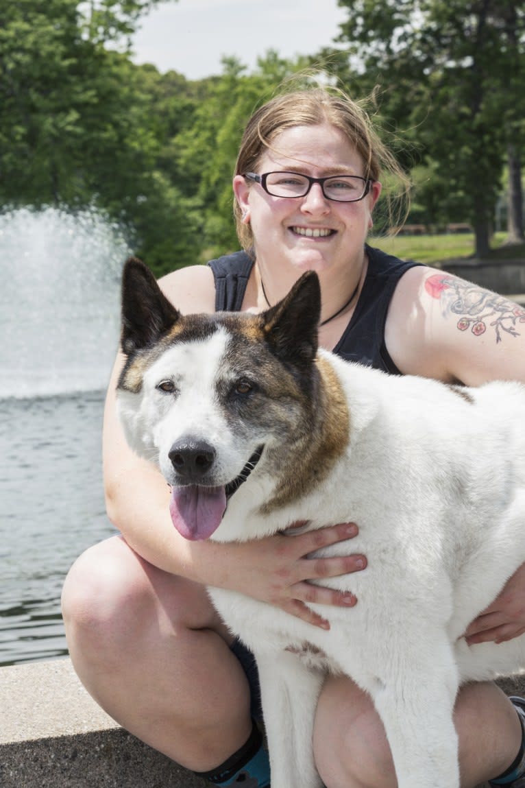 Davinci, an Akita tested with EmbarkVet.com