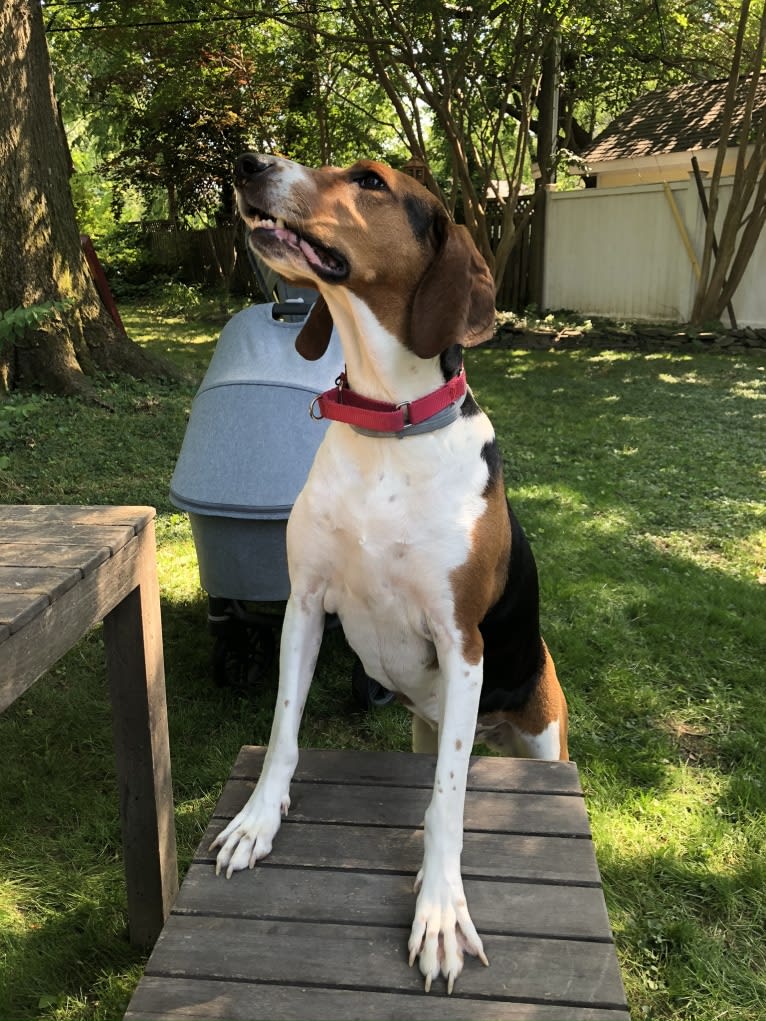 Roxy, a Treeing Walker Coonhound tested with EmbarkVet.com