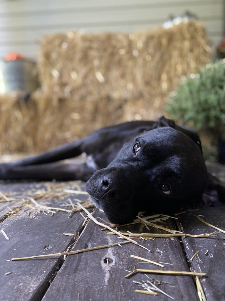 Zhala, a Cane Corso and American Pit Bull Terrier mix tested with EmbarkVet.com