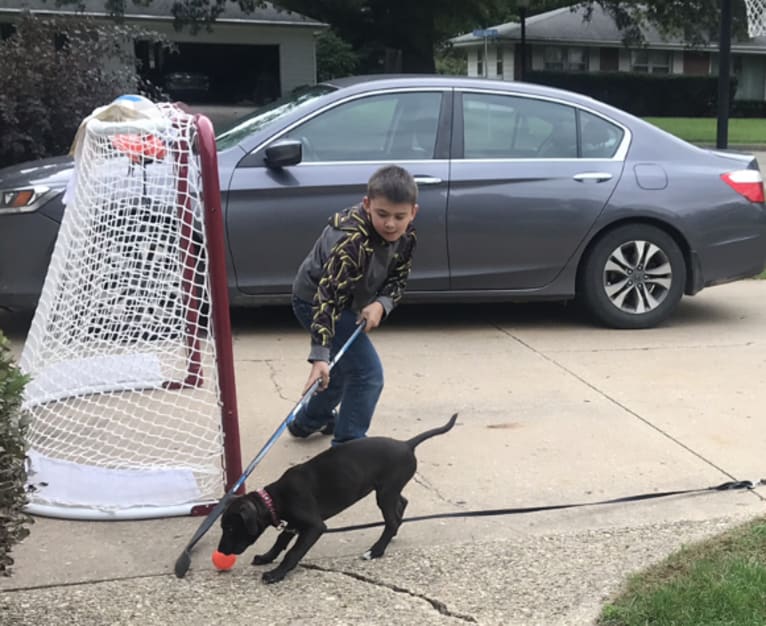 Kevlar, a Catahoula Leopard Dog and Mountain Cur mix tested with EmbarkVet.com