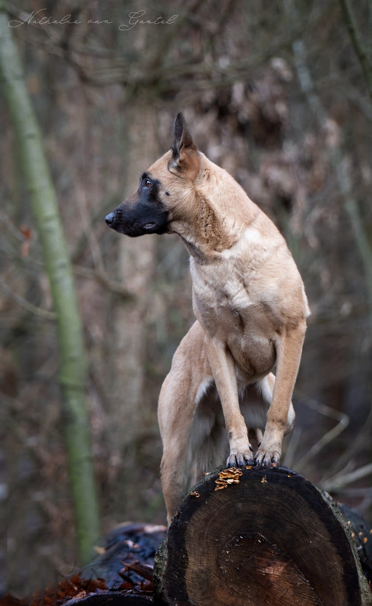 Winny, a Belgian Shepherd tested with EmbarkVet.com