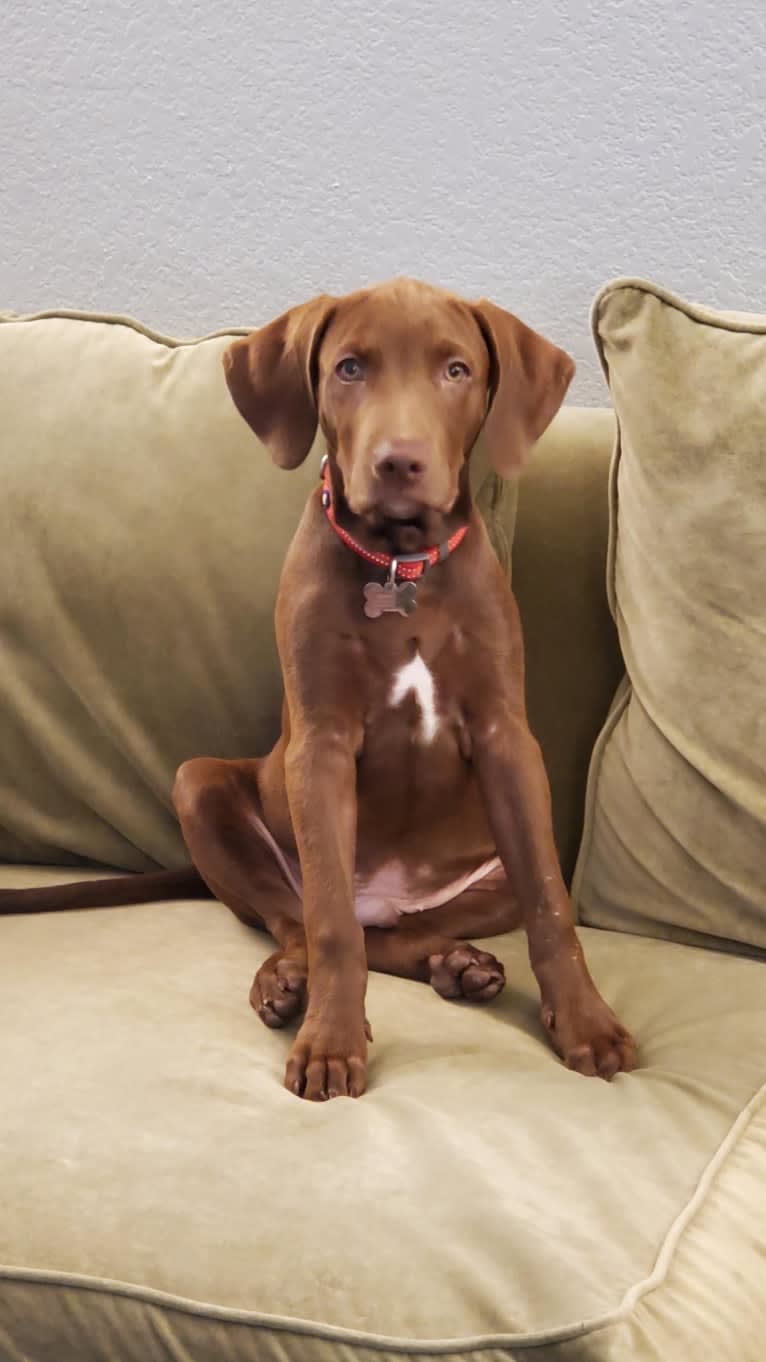 Kingston, a Weimaraner and Labrador Retriever mix tested with EmbarkVet.com