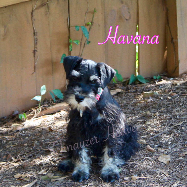 HEAVEN’S HAVANA VON LONGBACH, a Miniature Schnauzer tested with EmbarkVet.com