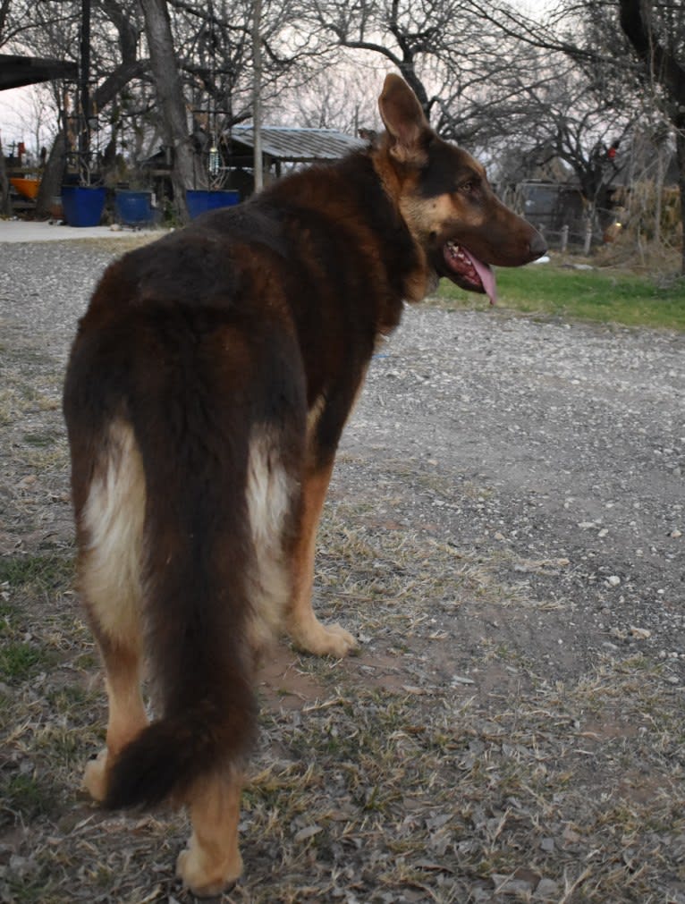 Bell's whiskey bear von Wolfgang haus, a German Shepherd Dog tested with EmbarkVet.com