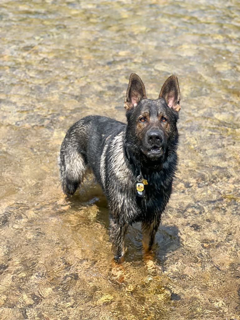 Booth vom Wahrsten, a German Shepherd Dog tested with EmbarkVet.com