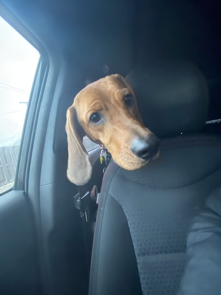 Penny, a Black and Tan Coonhound and Redbone Coonhound mix tested with EmbarkVet.com