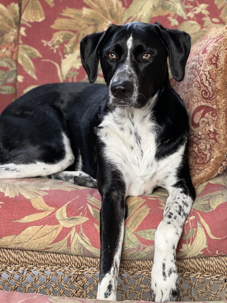 Rex, a German Shorthaired Pointer and Border Collie mix tested with EmbarkVet.com