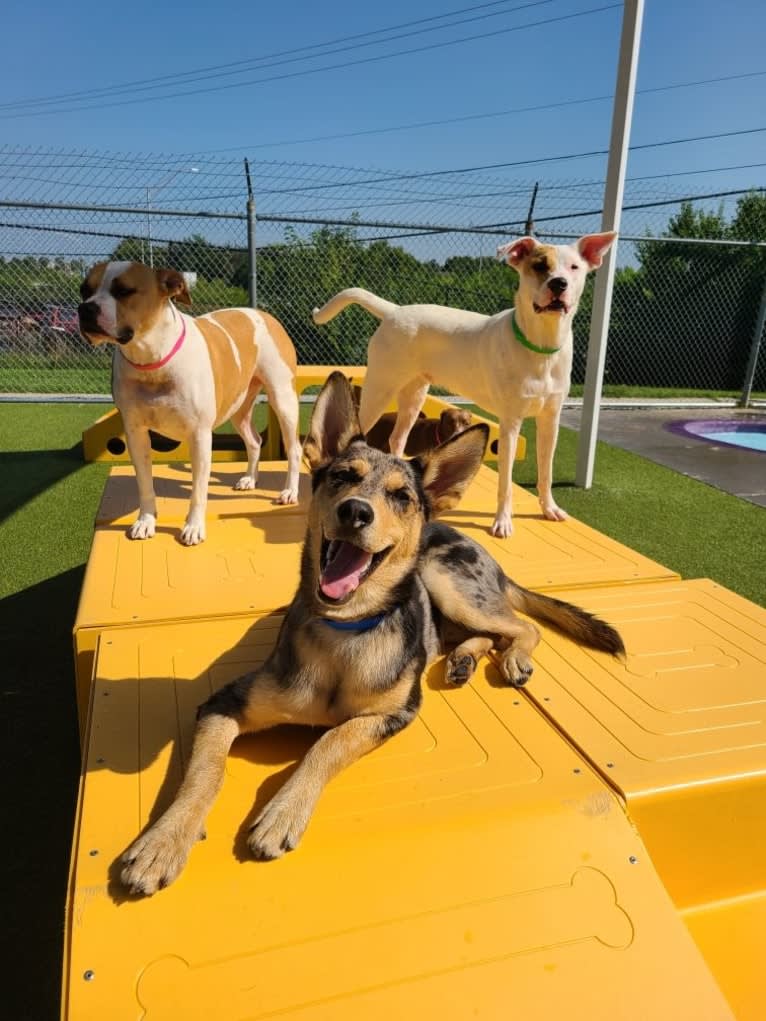 Cosmo, a Siberian Husky and German Shepherd Dog mix tested with EmbarkVet.com