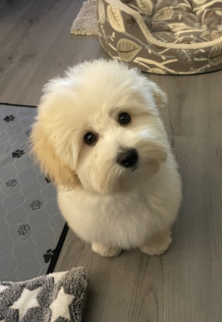 Leo, a Coton de Tulear tested with EmbarkVet.com