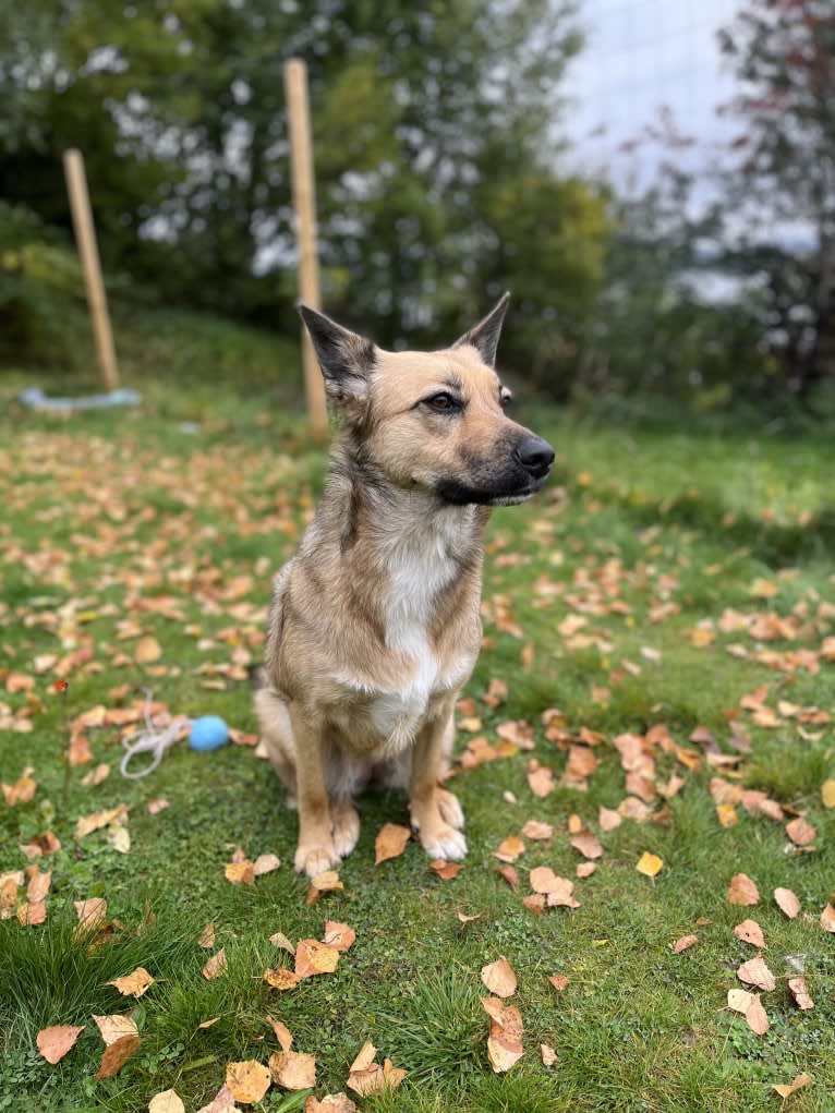 Bella, a Central Asian Village Dog tested with EmbarkVet.com