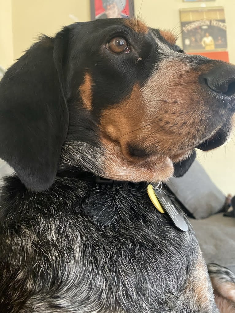 Photo of Beau, a Bluetick Coonhound  in Lexington, Kentucky, USA