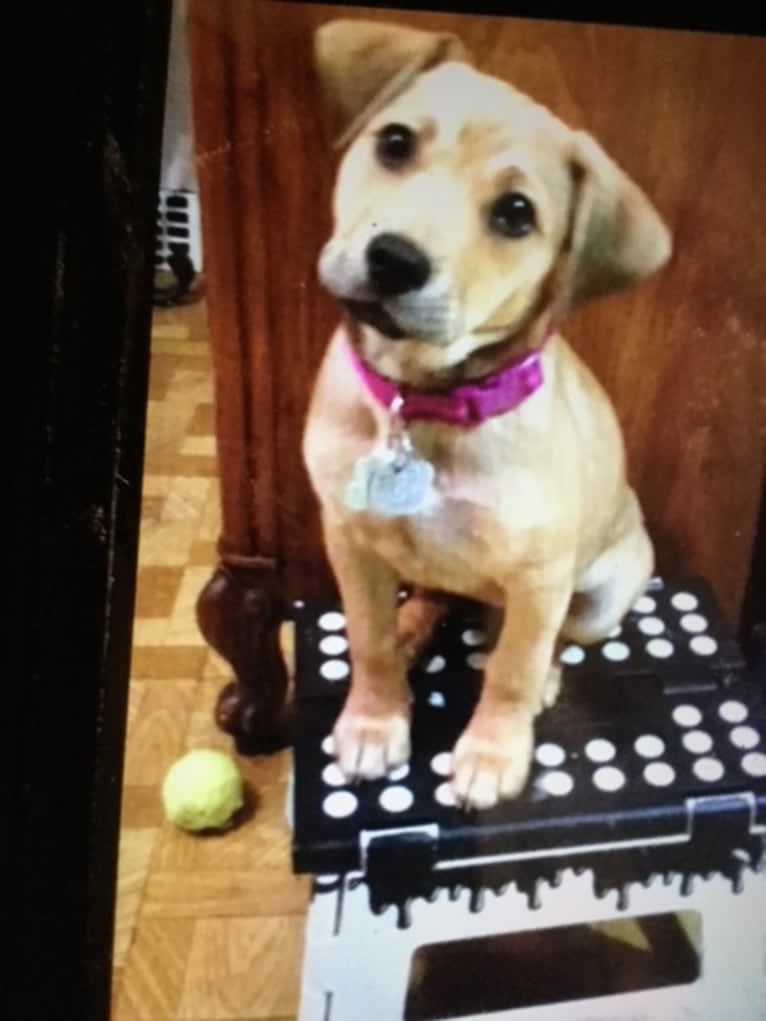 Pretzel, a Beagle and Golden Retriever mix tested with EmbarkVet.com