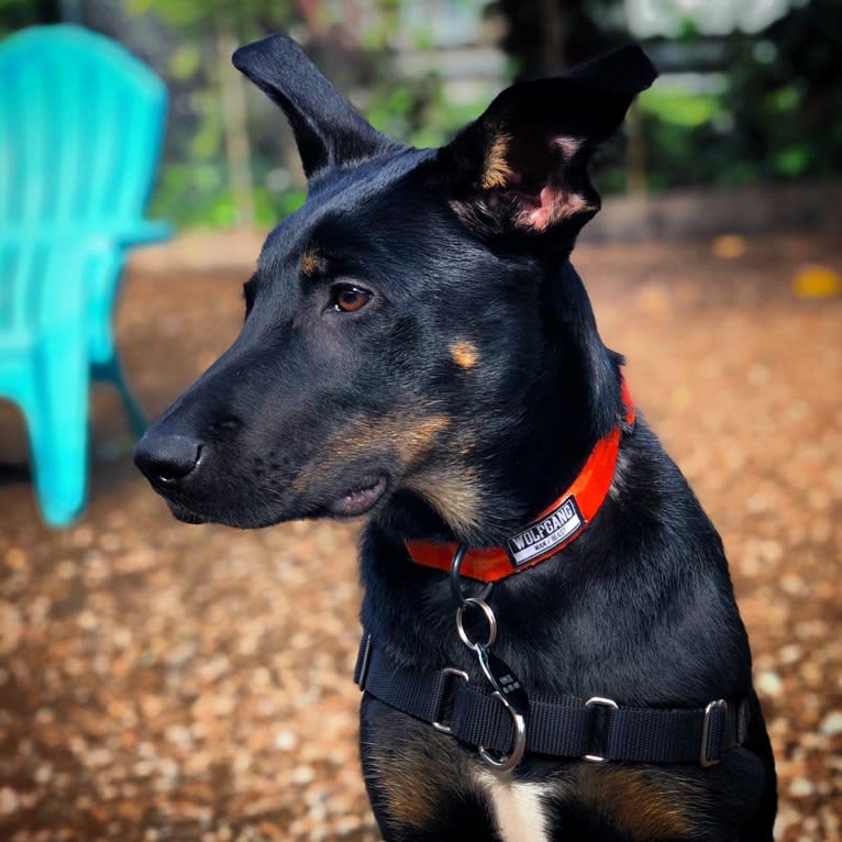 Goose, a German Shepherd Dog and Boxer mix tested with EmbarkVet.com