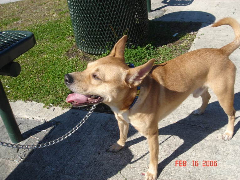 Photo of Kirby, a Pomeranian, American Pit Bull Terrier, Bulldog, Boxer, and Mixed mix in Jacksonville, Florida, USA