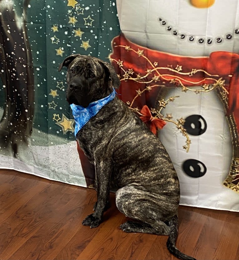 Godric Gryffindor Guzman, a Mastiff tested with EmbarkVet.com