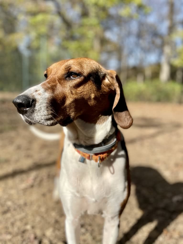 Roxy, a Treeing Walker Coonhound tested with EmbarkVet.com