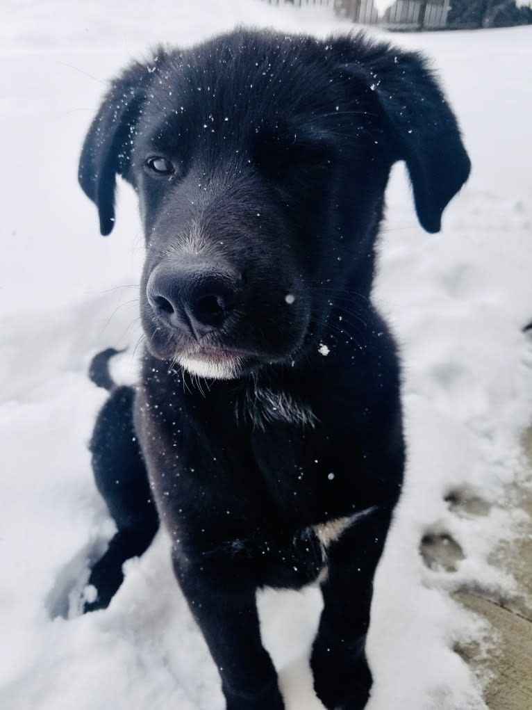 Kodiak, a German Shepherd Dog and Great Pyrenees mix tested with EmbarkVet.com