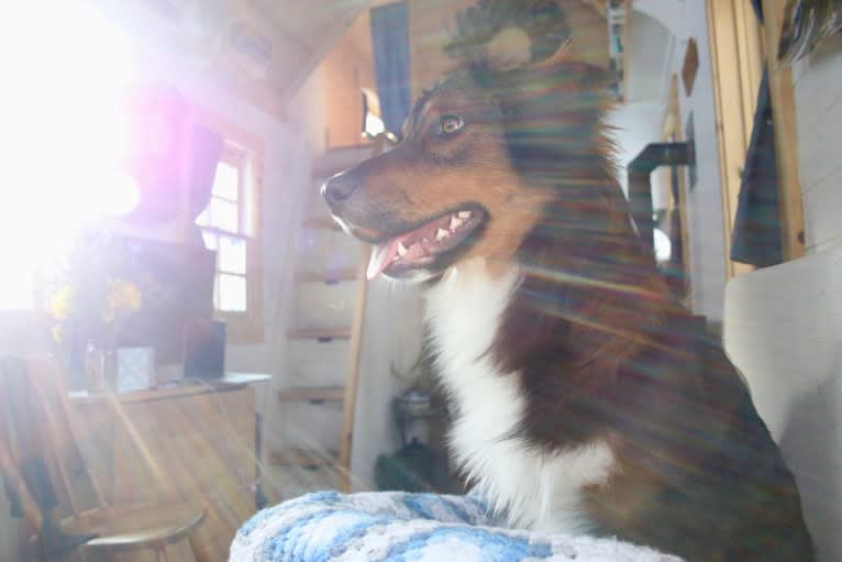 Burley, an English Shepherd tested with EmbarkVet.com