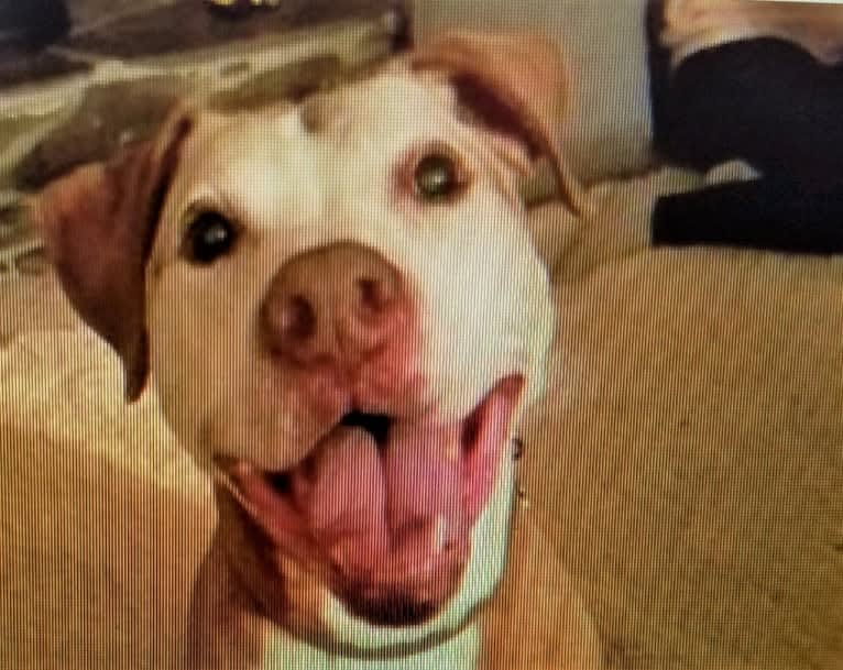 Billy, an American Pit Bull Terrier tested with EmbarkVet.com