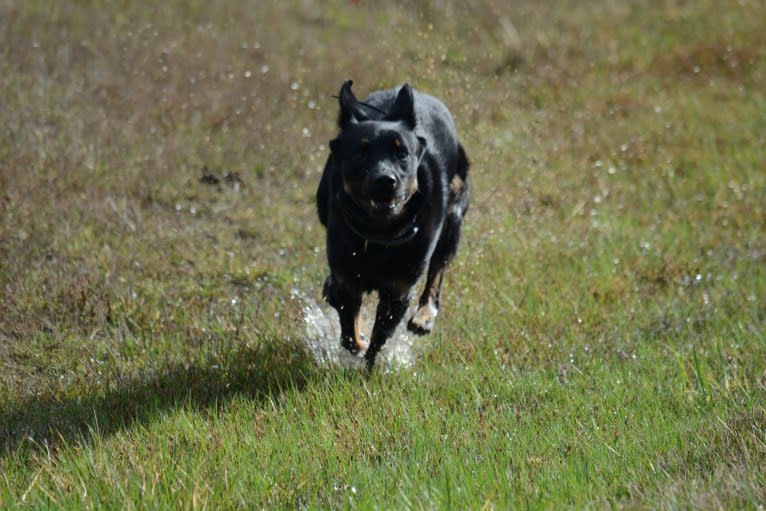Kai, an Australian Cattle Dog and German Shepherd Dog mix tested with EmbarkVet.com