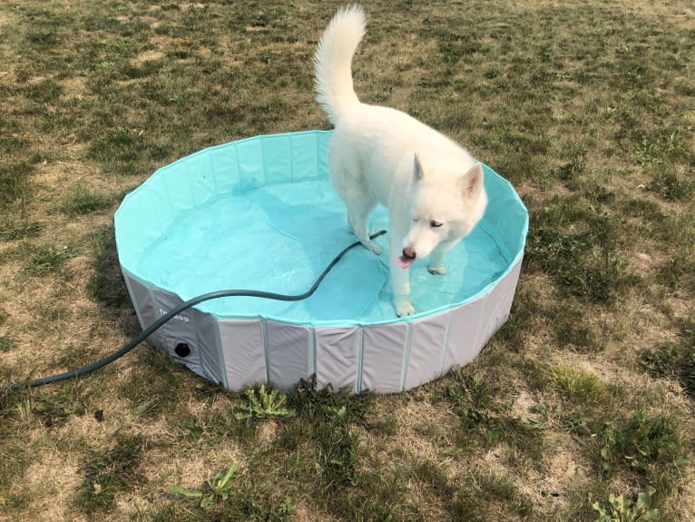 Recon, a Siberian Husky tested with EmbarkVet.com