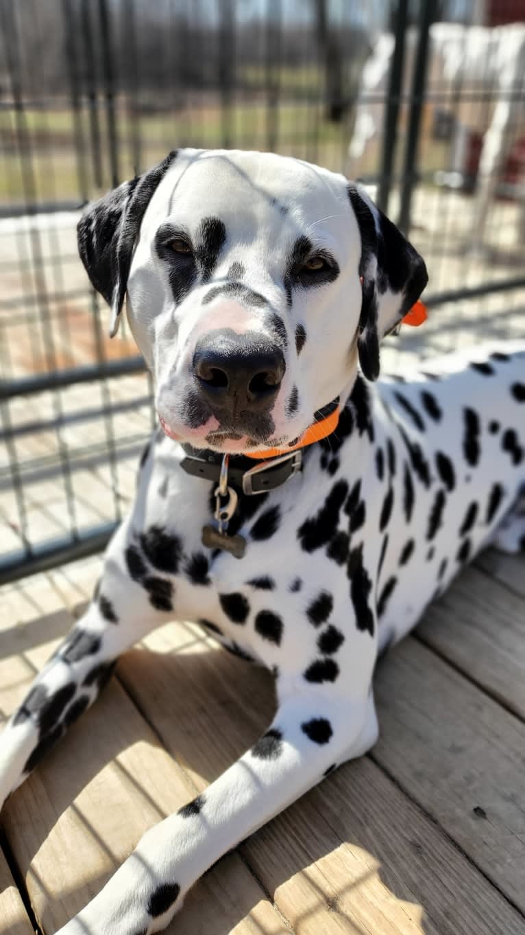 Wrangler, a Dalmatian tested with EmbarkVet.com