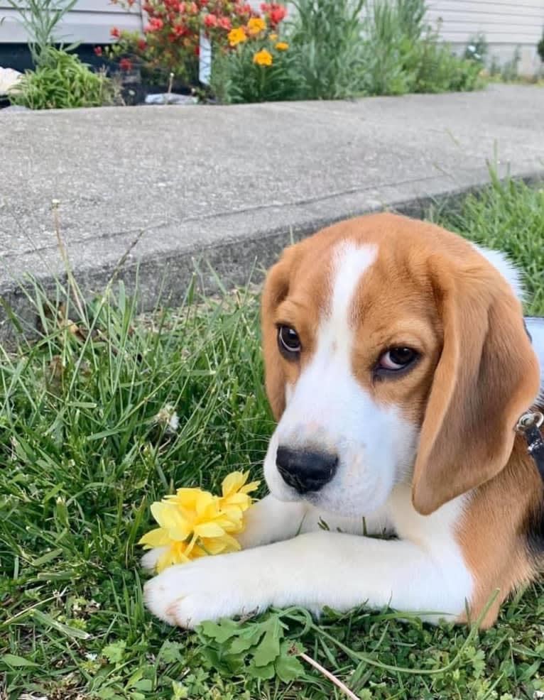 Sassy Claire, a Beagle tested with EmbarkVet.com