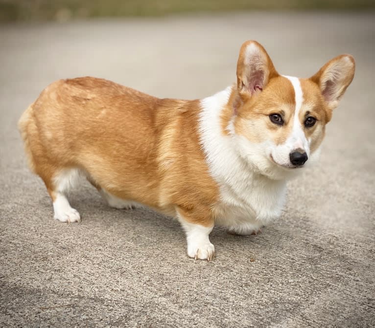 Kudzu (Zuzu), a Pembroke Welsh Corgi tested with EmbarkVet.com