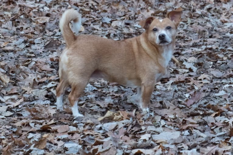 Phoebe, a Pekingese and Poodle (Small) mix tested with EmbarkVet.com