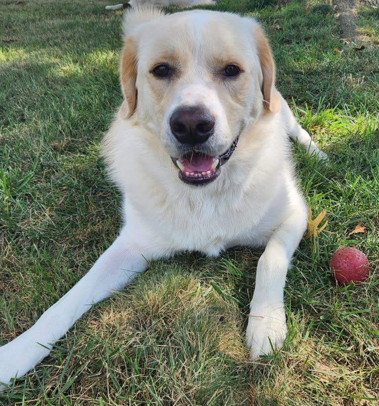 Woodford, a Great Pyrenees and Border Collie mix tested with EmbarkVet.com