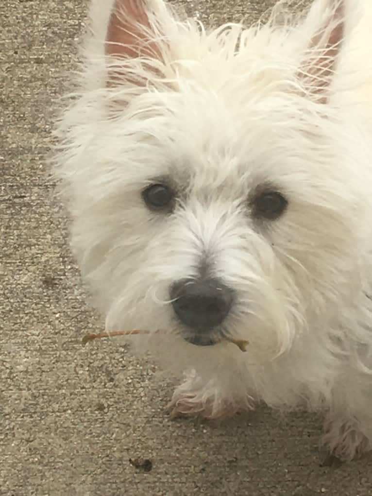 Skye, a West Highland White Terrier tested with EmbarkVet.com