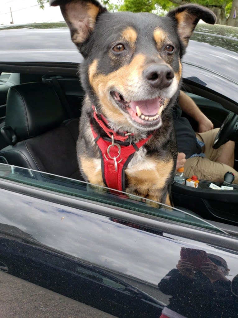 Cythera, an Australian Cattle Dog and American Pit Bull Terrier mix tested with EmbarkVet.com