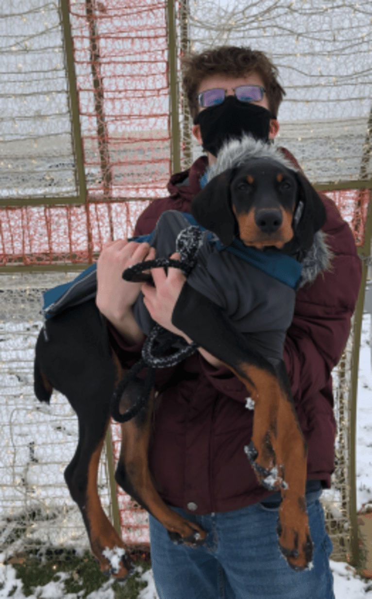 Arlo, a Doberman Pinscher tested with EmbarkVet.com